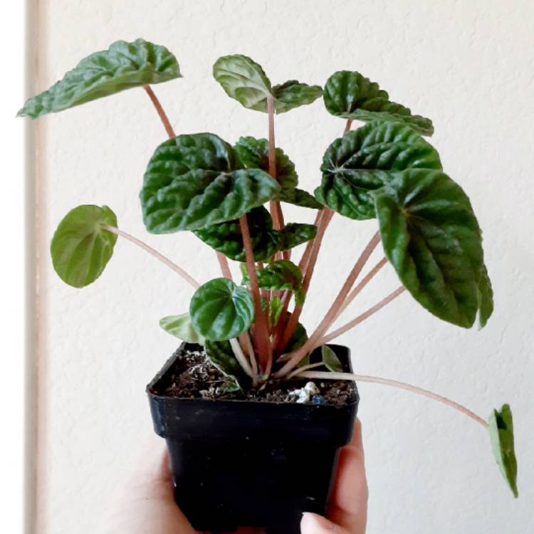 Plant image Peperomia caperata 'Emerald Ripple'