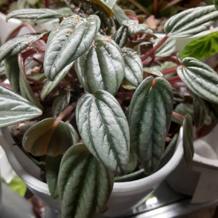 Plant image Peperomia 'San Marino'