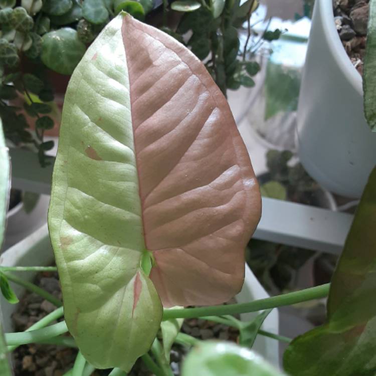 Plant image Syngonium Confetti 