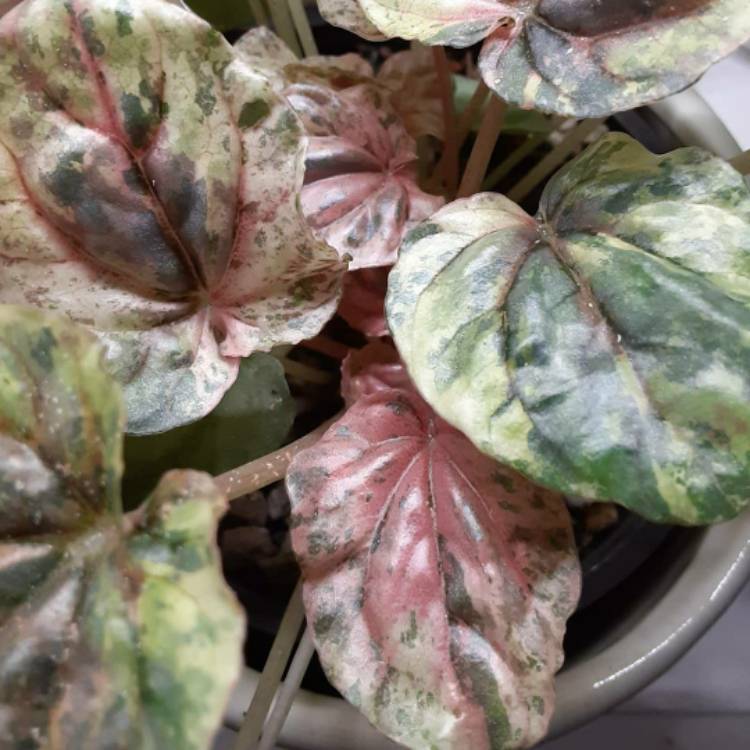 Plant image Peperomia Caperata Pink Lady