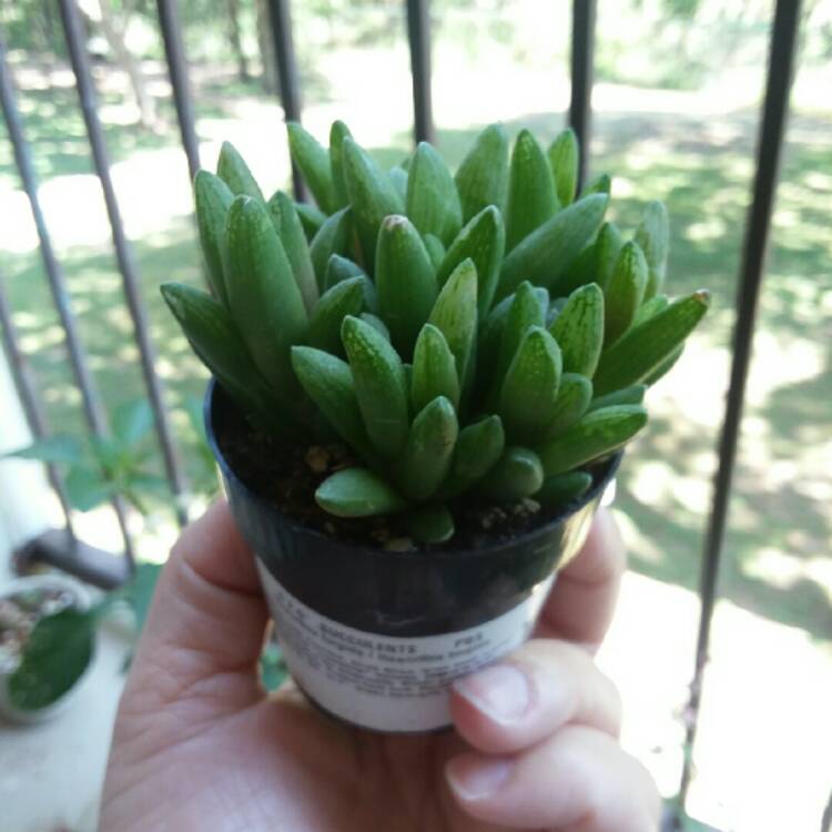 Plant image Haworthia Turgida