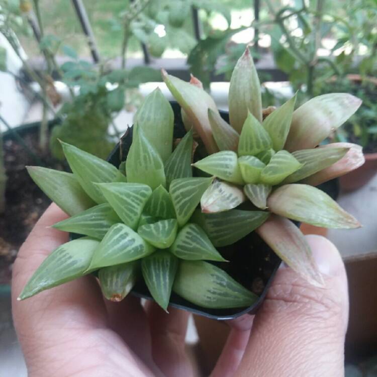 Plant image Haworthia Turgida var. Longbracteata