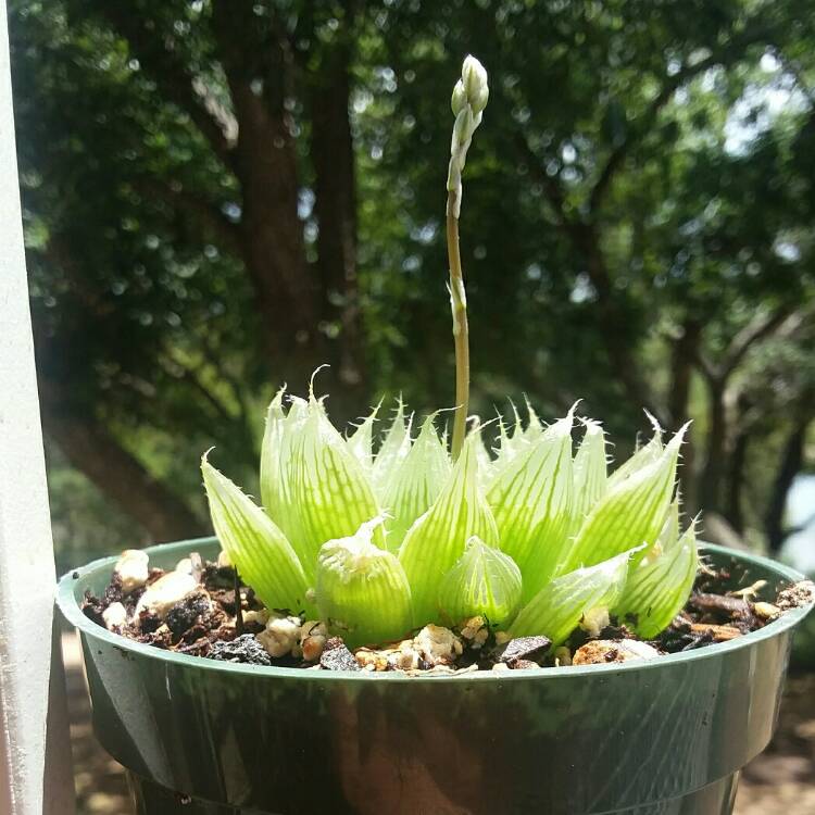 Plant image Haworthia cooperi Var. 'Cooperi'