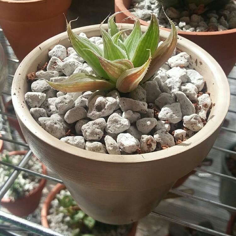 Plant image Haworthia Cymbiformis var. Grey Ghost