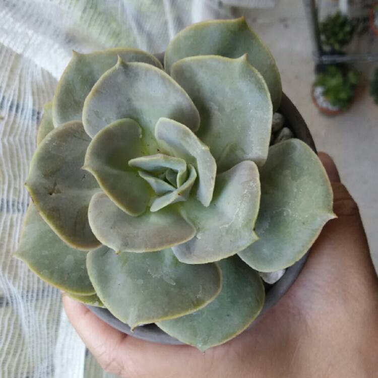 Plant image Echeveria Lolita