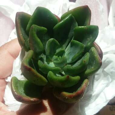 Echeveria Setosa var. Oteroi