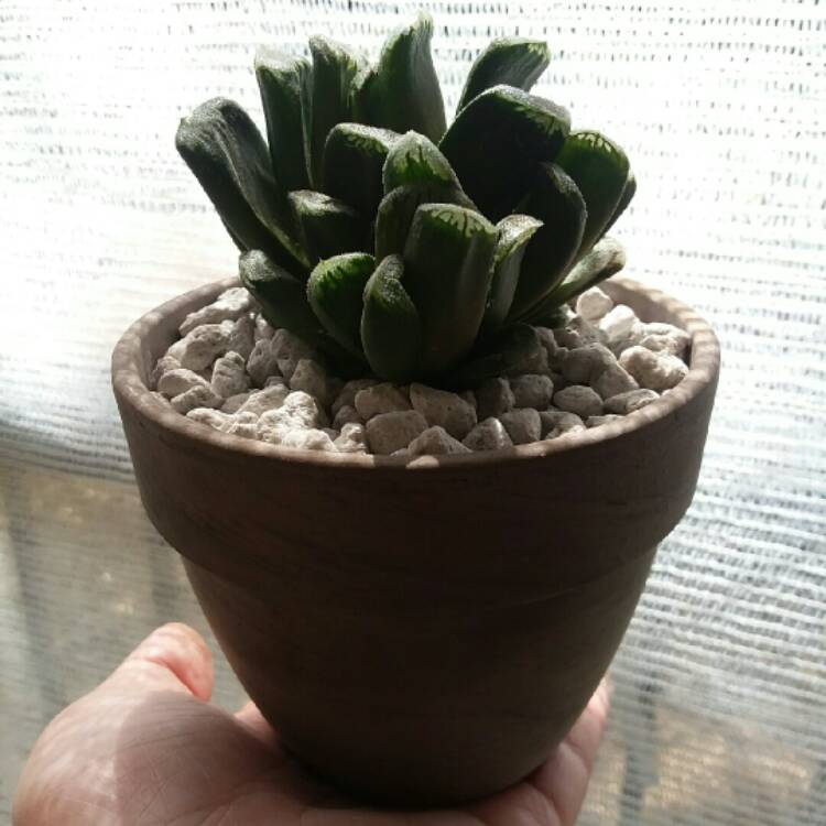 Plant image Haworthia truncata