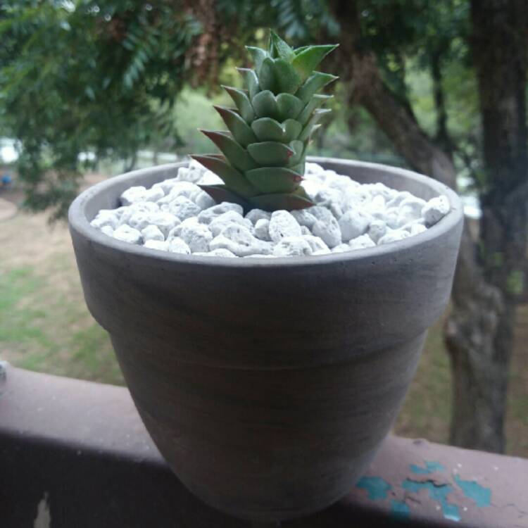 Plant image Haworthiopsis viscosa syn. Haworthia viscosa