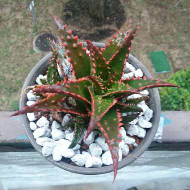 Aloe 'Christmas Sleigh'