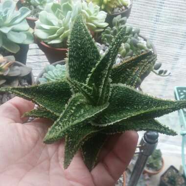 Aloe