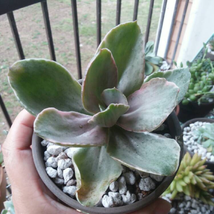 Plant image Echeveria Decora