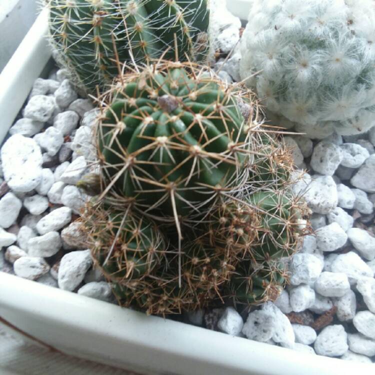 Plant image Echinopsis obrepanda