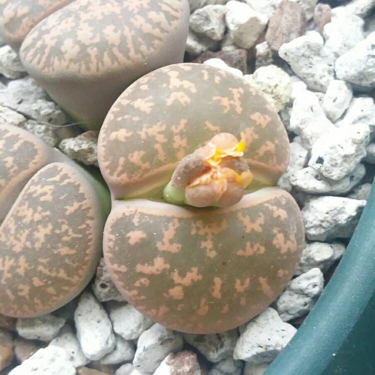 Plant image Lithops Lesliei var. Hornii