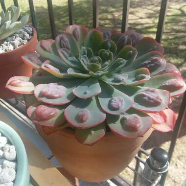 Echeveria Raindrops