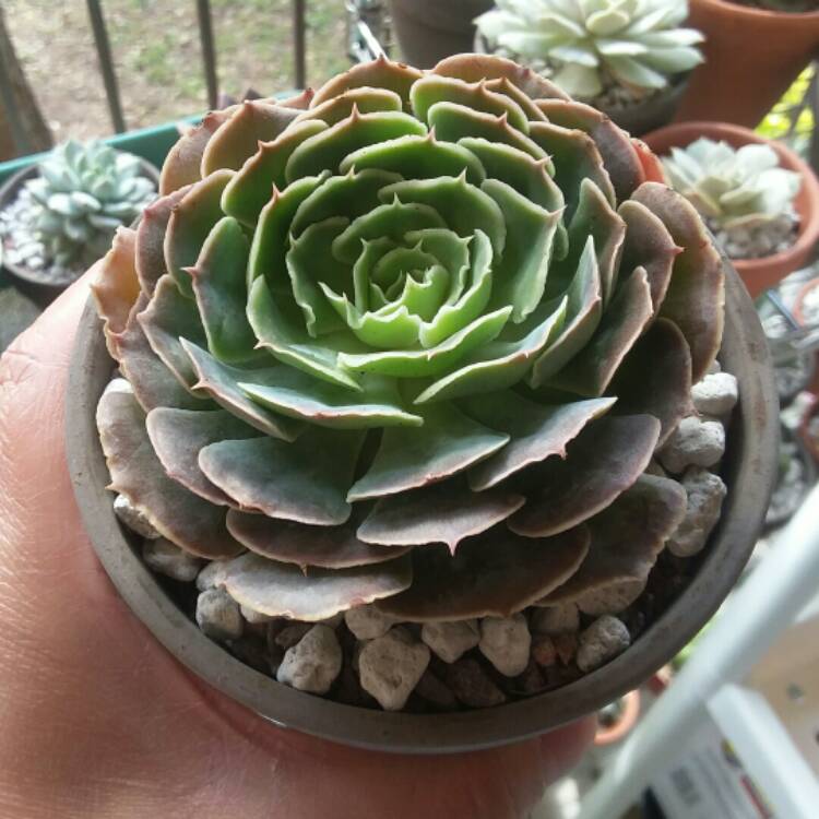 Plant image Echeveria Shaviana