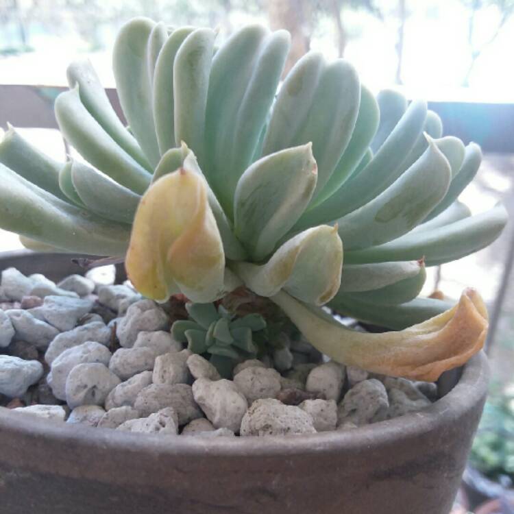 plant image 900209