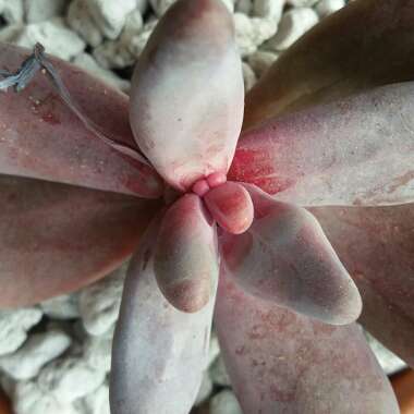 x Pachysedum 'Ganzhou'