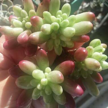 Sedum Rubrotinctum 'Aurora'