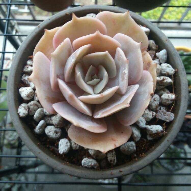 Plant image Echeveria Pollux