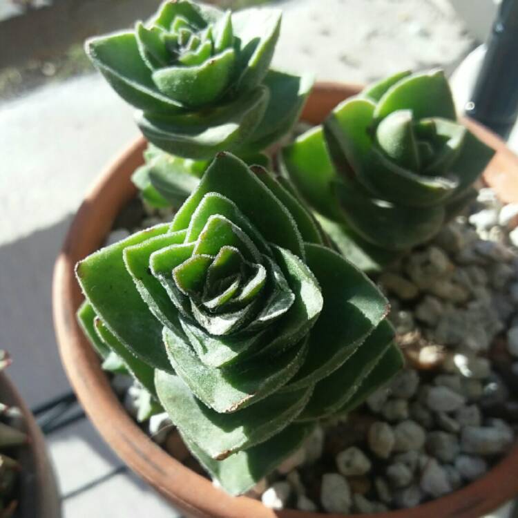 Plant image Crassula Jade Tower