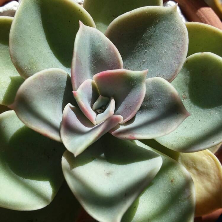 Plant image Echeveria Green Pearl