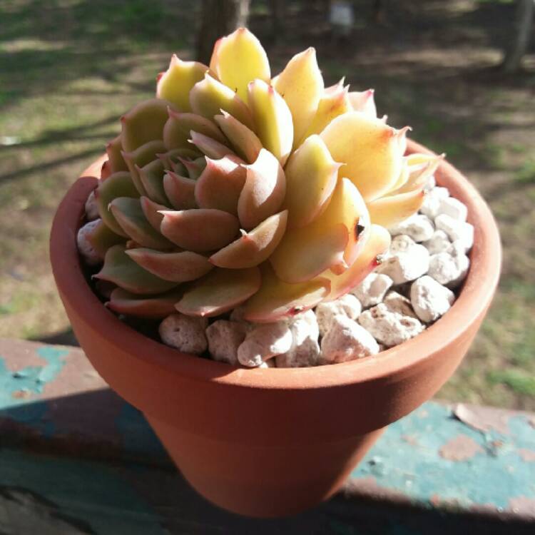 Plant image Echeveria Onslow