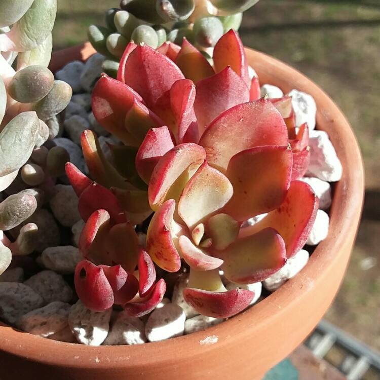 Plant image Echeveria Noble