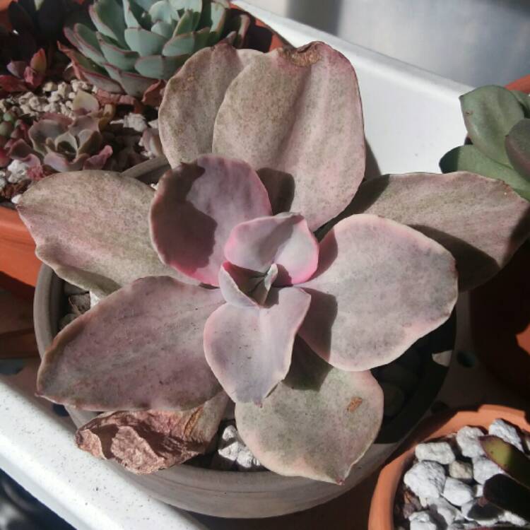 Plant image Echeveria Decora