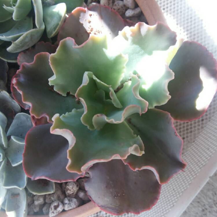 Plant image Echeveria Aquarius