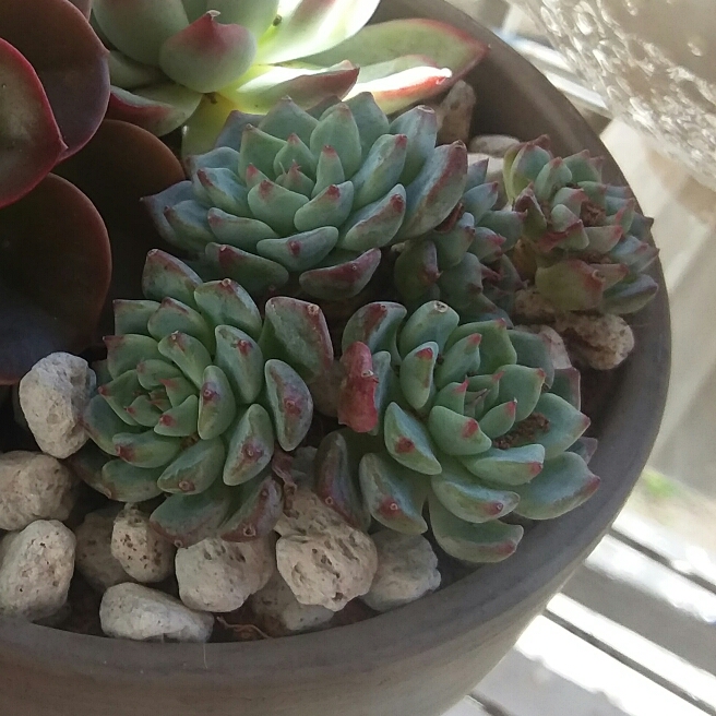 Plant image Echeveria Azulita