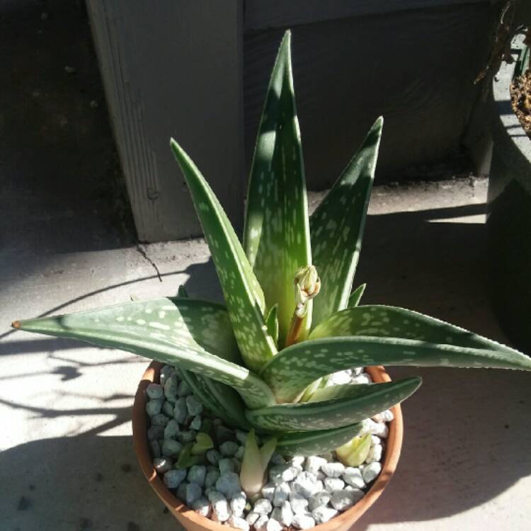 Plant image Aloe 'Partridge Breast'