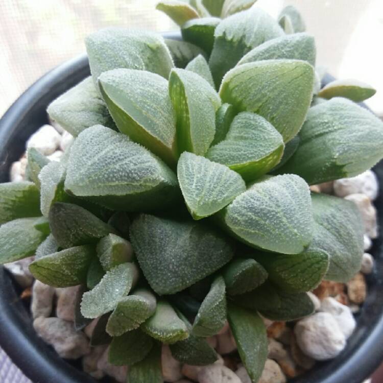 Plant image Haworthia pygmaea