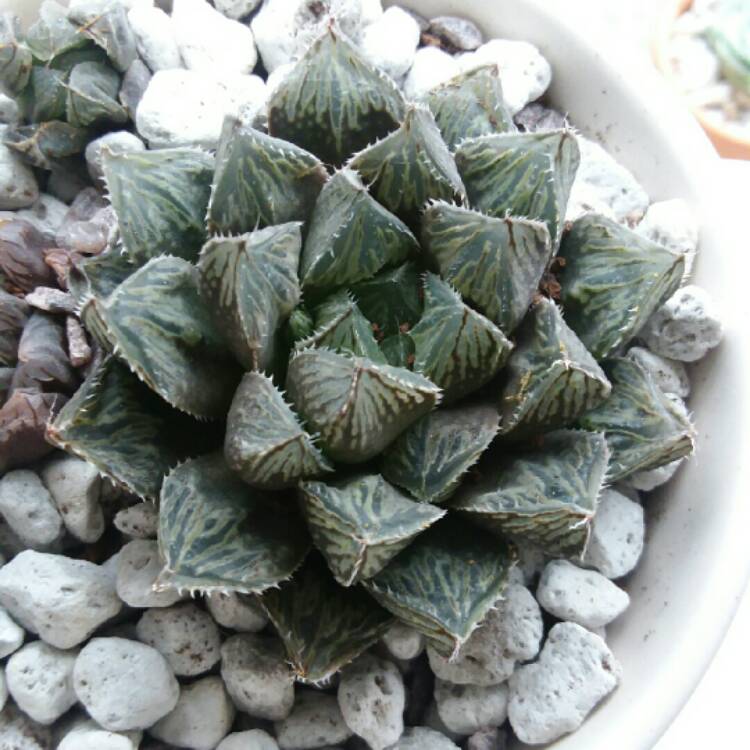 Plant image Haworthia Mirrorball