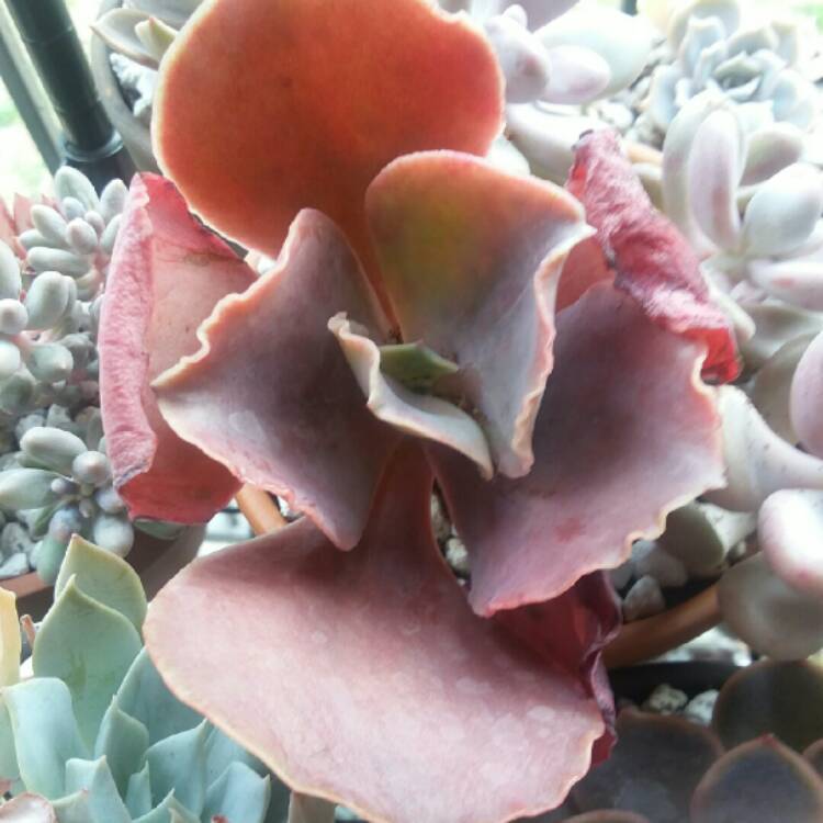 Plant image Echeveria Bittersweet