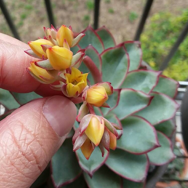 Plant image Echeveria Esther