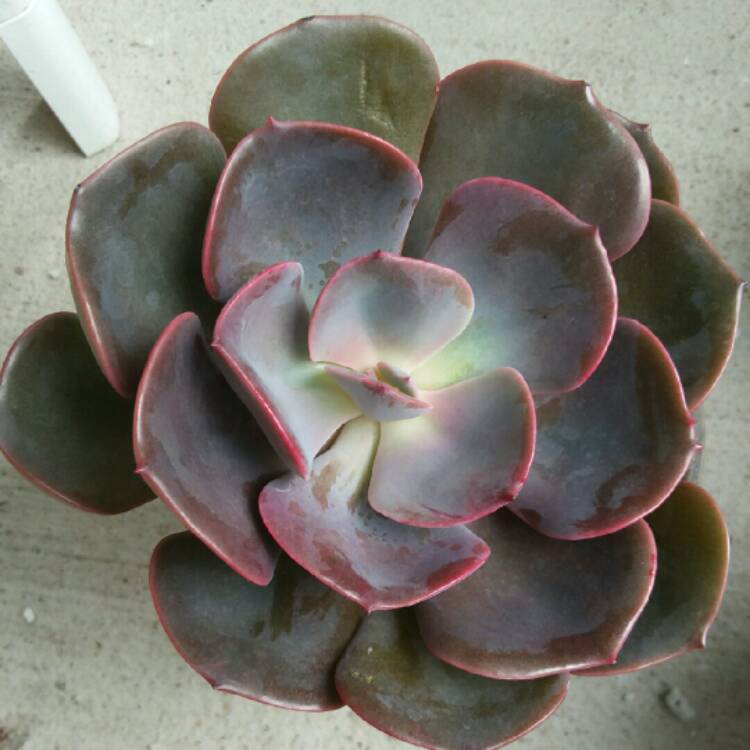 Plant image Echeveria Dusty Rose