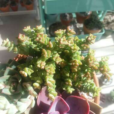 Crassula Tom Thumb