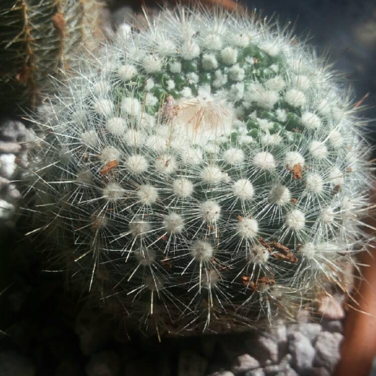 Plant image Parodia Scopa Cactus