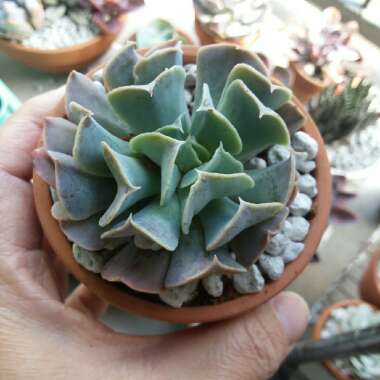 Echeveria Doppler