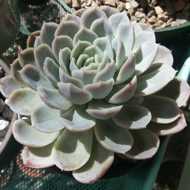 Plant image Echeveria Arctic Ice