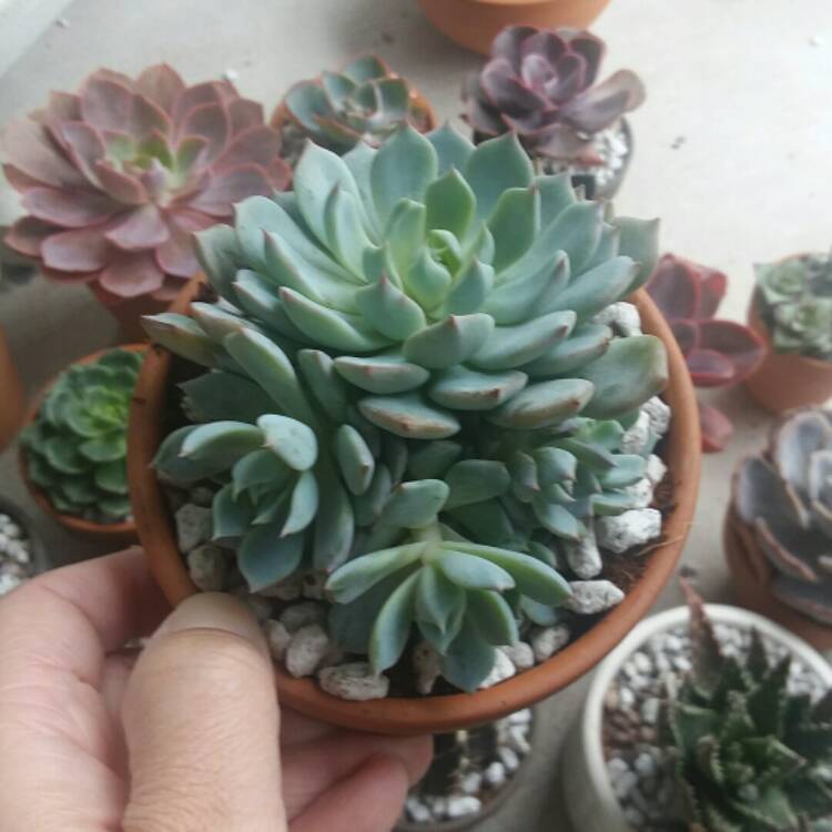 Plant image Echeveria Azulita