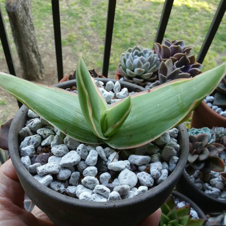 Plant image Aloe Striata