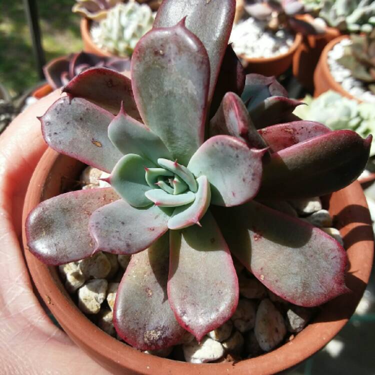 Plant image Echeveria Laurensis