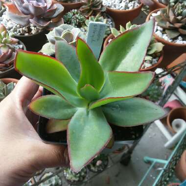 Echeveria Subrigida