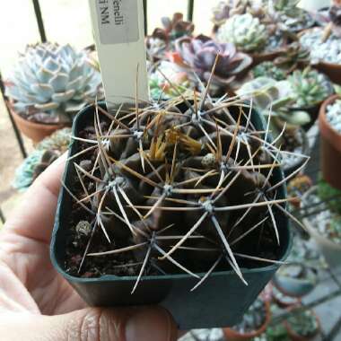 Gymnocalycium