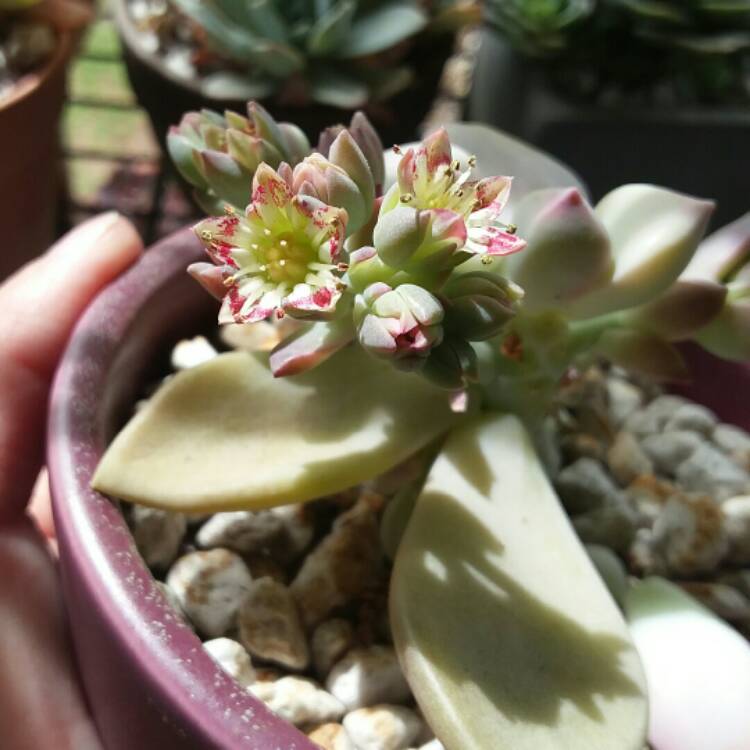 Plant image Graptopetalum Marquise de Sevigne