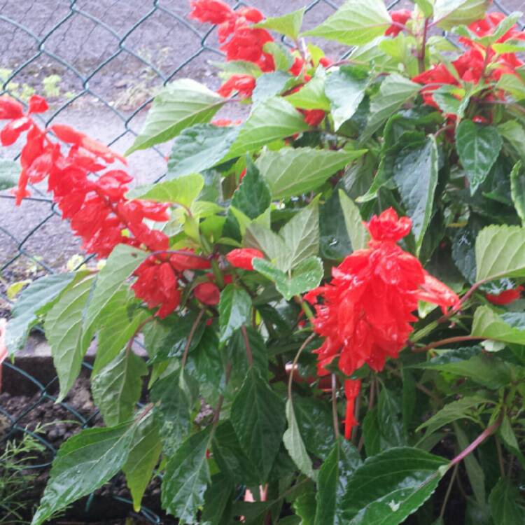 Plant image Salvia splendens 'Passion Red'