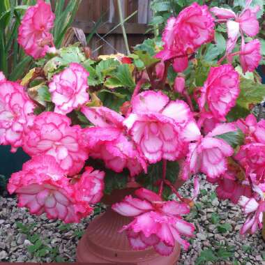 Begonia Majestic 'Pink Picotee'