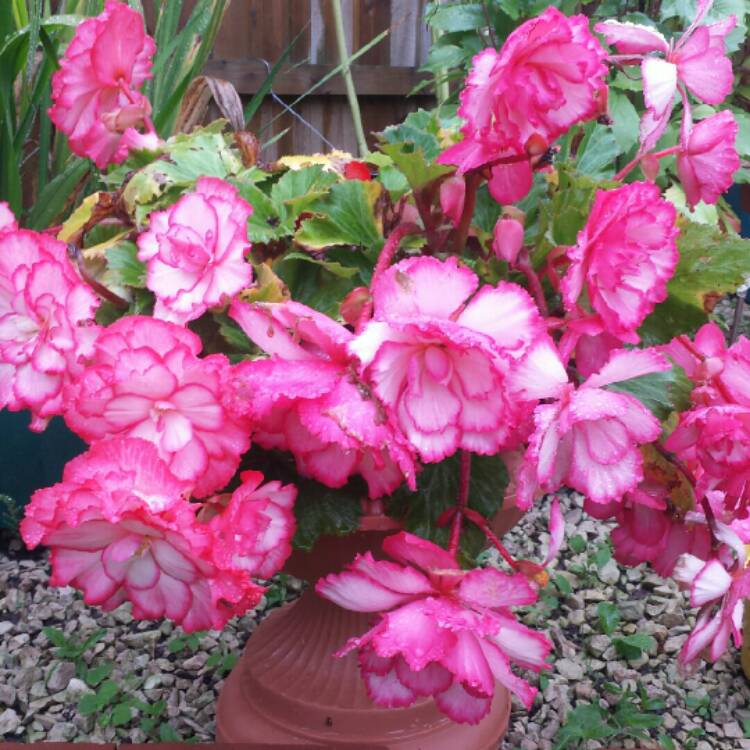 Plant image Begonia Majestic 'Pink Picotee'