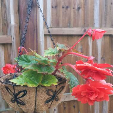 Tuberous Begonia 'Nonstop Mix'